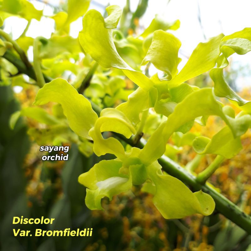 Anggrek Dendrobium Discolor Var. Bromfieldii