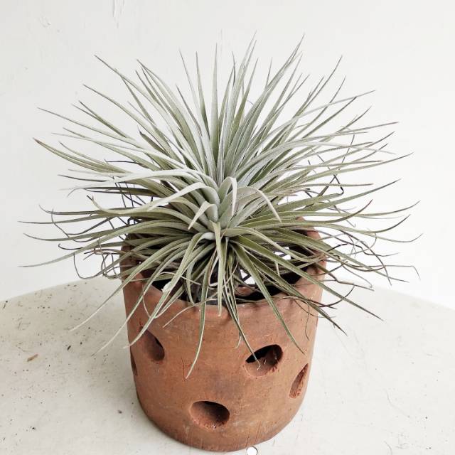 Tillandsia Houston/tillandsia/airplant/tanaman tanpa media/tanaman udara