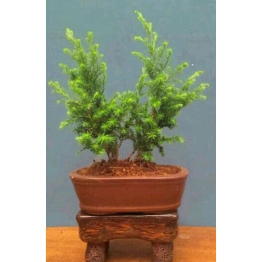 bibit pohon Cemara angin daun halus/juniperus communis hibernica