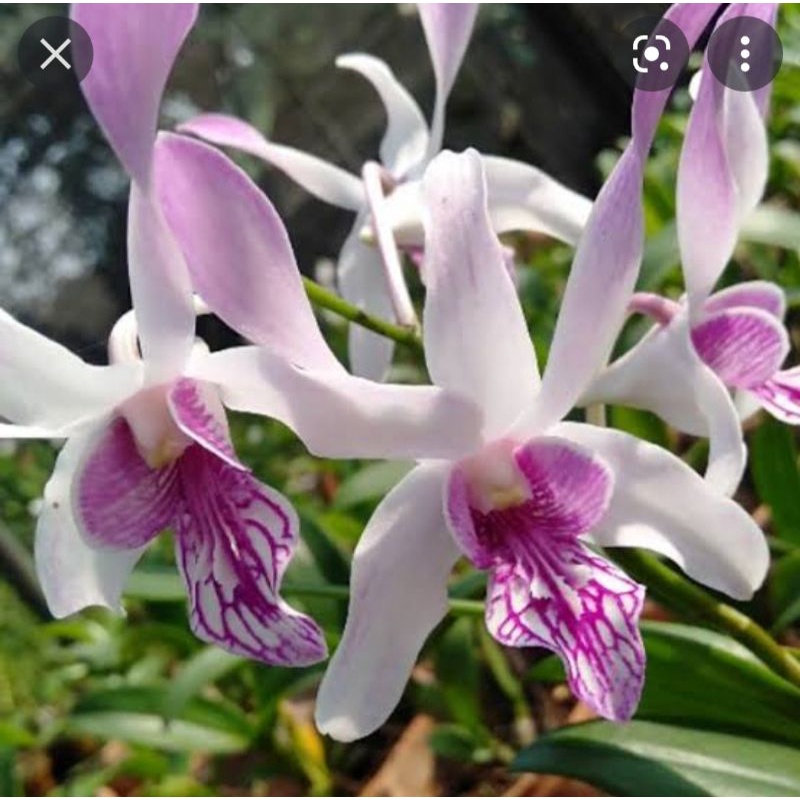 dendro caesar warawan