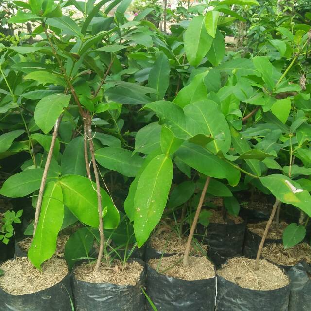 Bibit Jambu Madu Deli Hijau