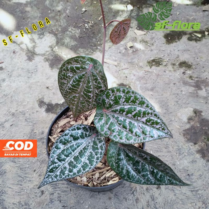 Bibit Tanaman Sirih Merah Pohon Sirih Merah Daun Sirih Merah Tanaman Daun Sirih Merah