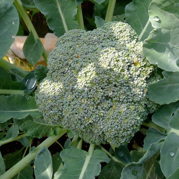 Broccoli Marathon F1 10 Biji (Benih Biji Bibit Tanaman Sayur Sayuran)