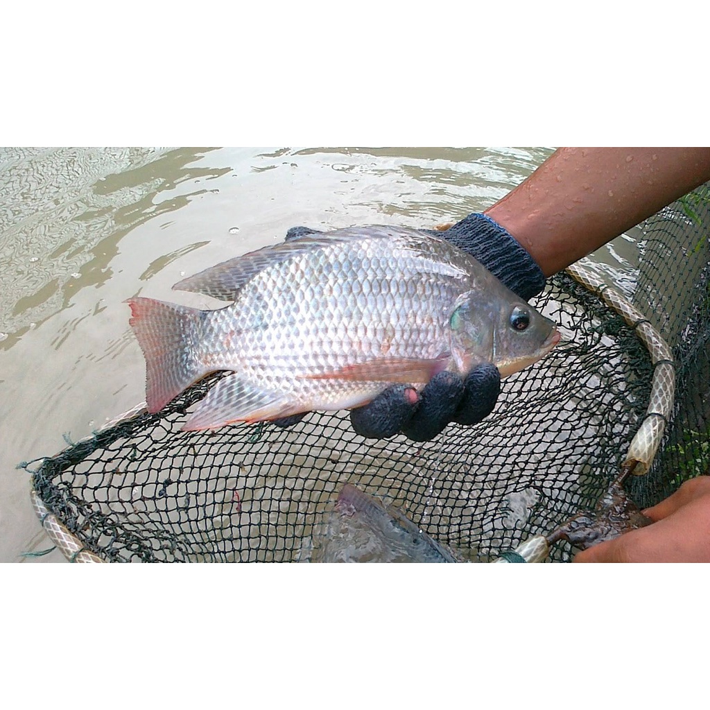 

Ikan Nila Hidup 1Kg | 1 kg