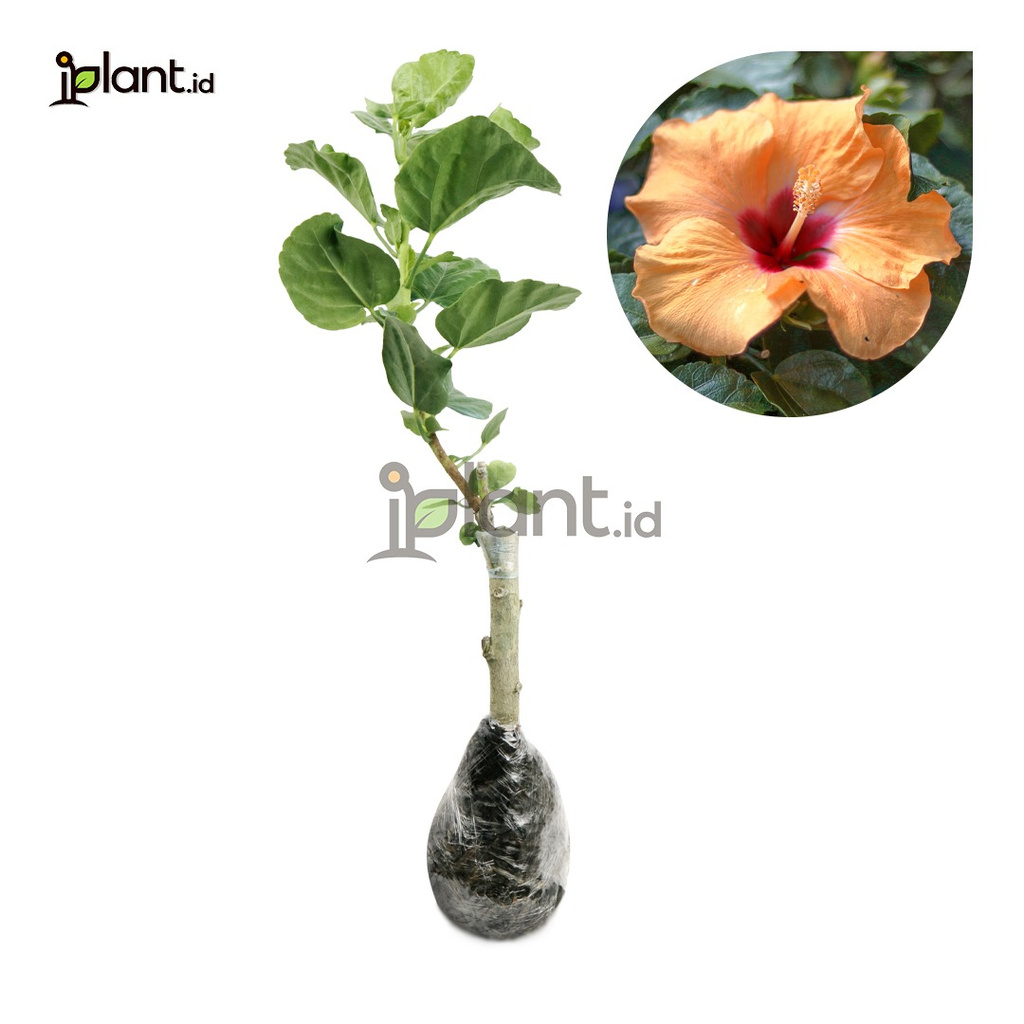 Bunga Sepatu Bangkok