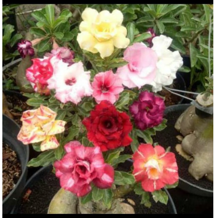 Adenium tumpuk/kamboja jepang grafting