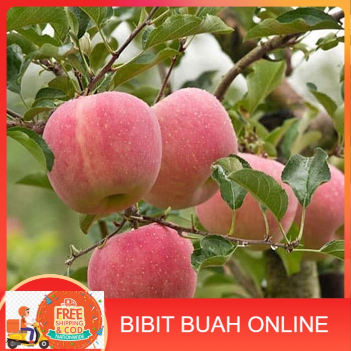 

Bibit apel fuji manis murah