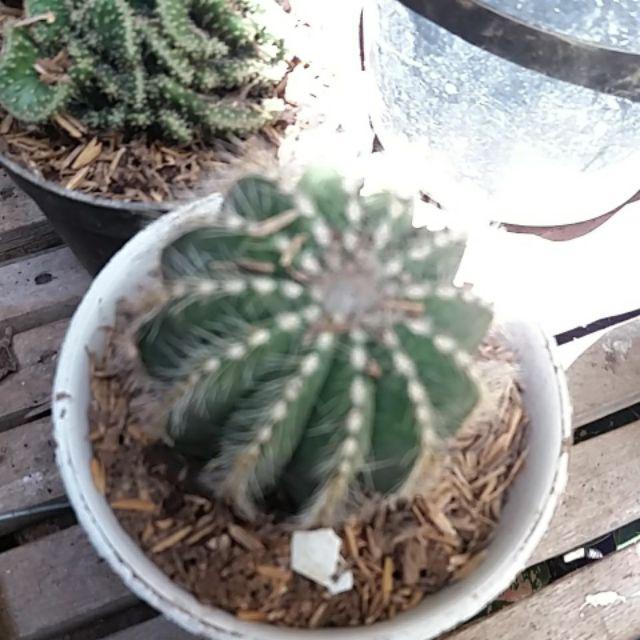 Kaktus Ownroot Magnifikus + Pot Tawon Putih