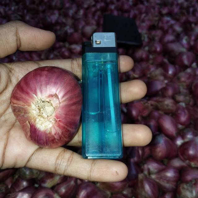 

Bawang Merah Super