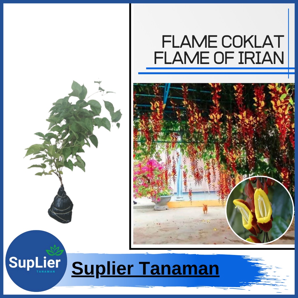 Tanaman Hias Bunga Flame Coklat ( Flame Irian Coklat )