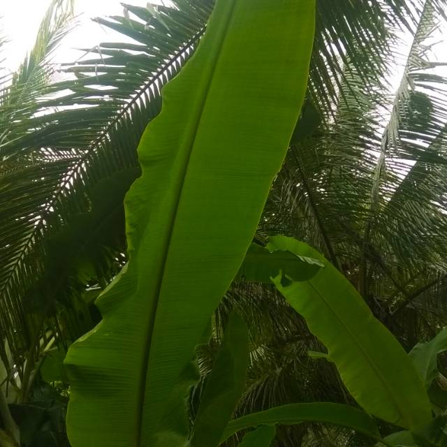 

Daun Pisang