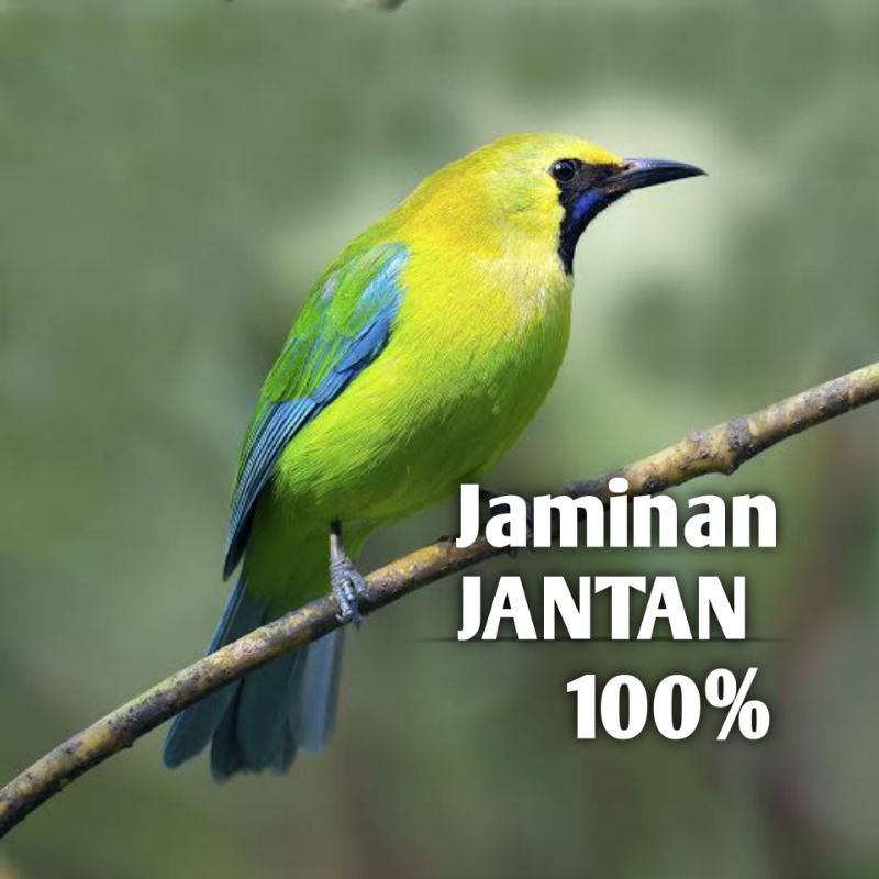 burung cucak ranting jantan