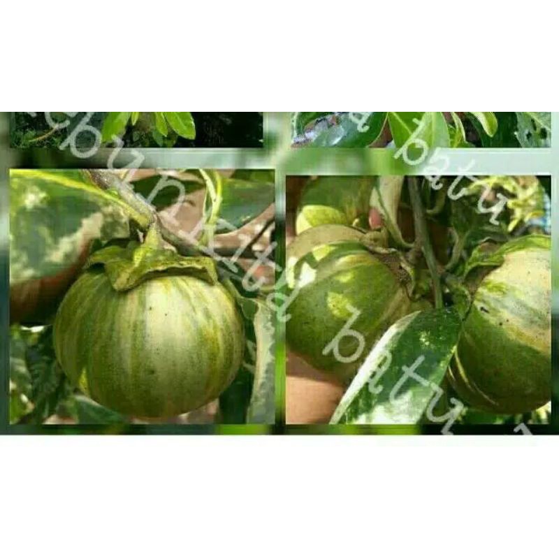 Bibit BLACK SAPOTE VARIGATA Unik dan Langka