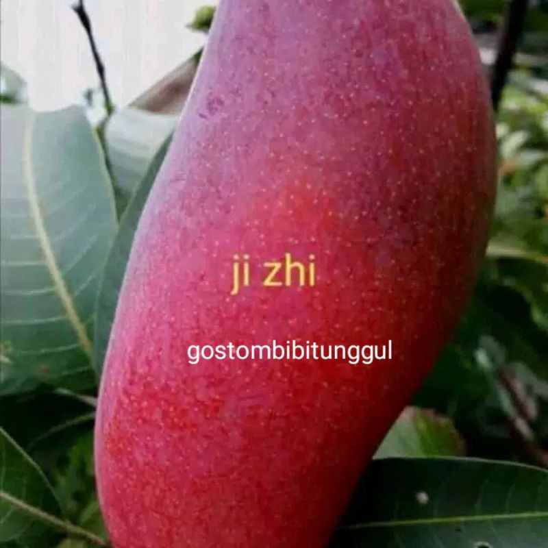 bibit mangga ji zhi import