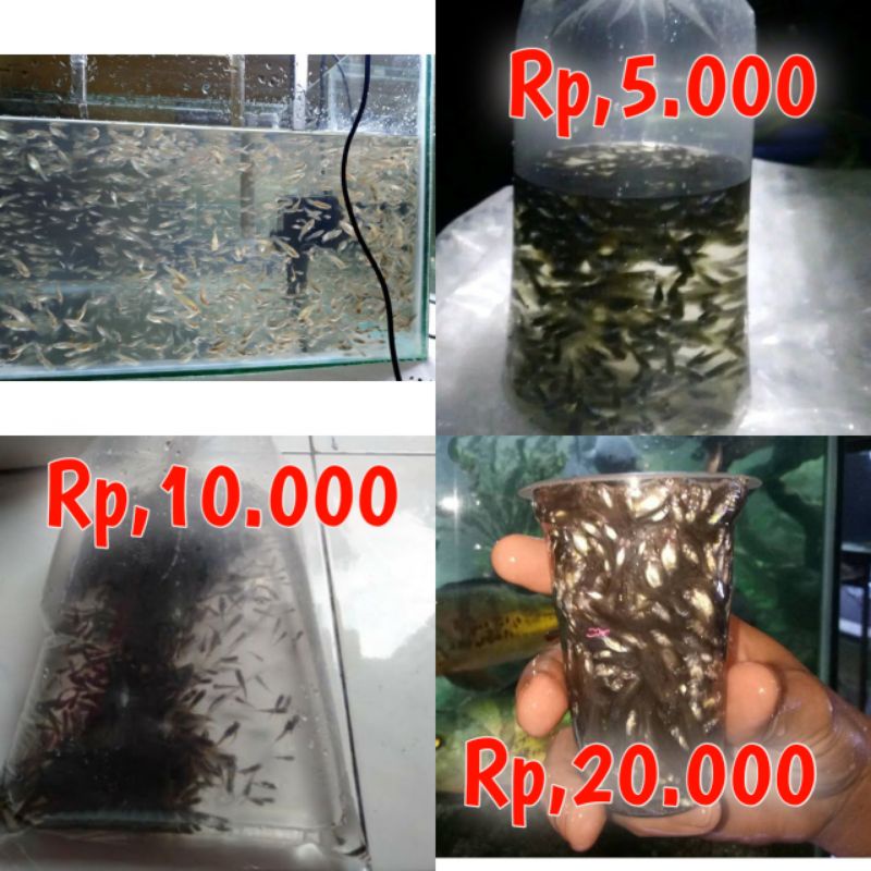 pakan umpan ikan predator cere danau hidup bukan cere sungai sudah karantina
