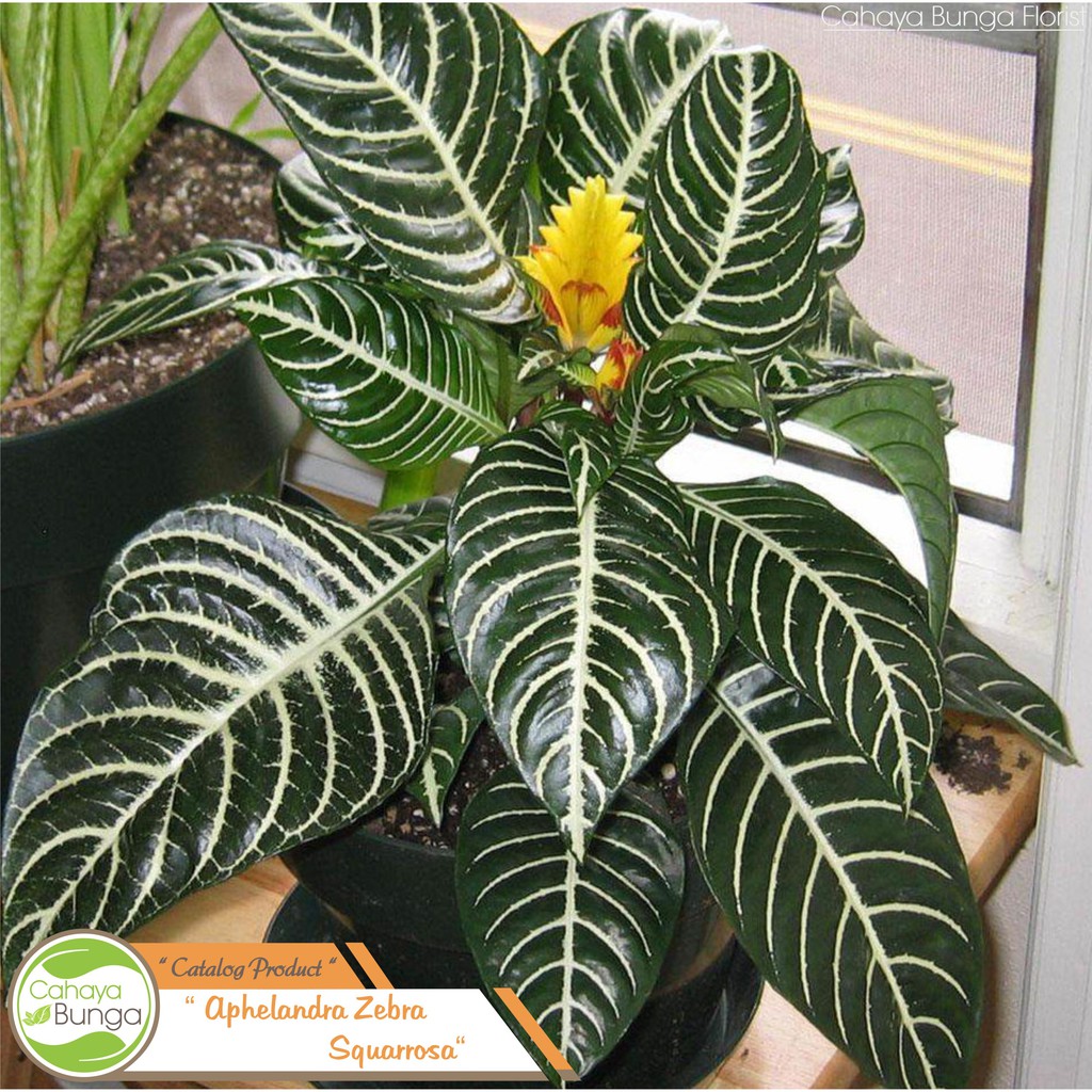 Aphelandra Squarrosa I Daun Zebra
