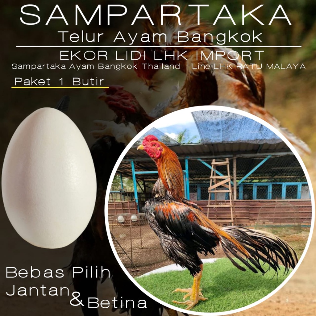 ayam bangkok asli telur fertil super ekor lidi