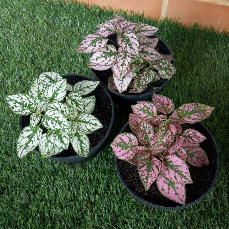 Tanaman Hias Daun Hypoestes Polkadot merah - Tanaman Indoor Polkadot Plant - Bibit Tanaman Daun Hidup Hipotes