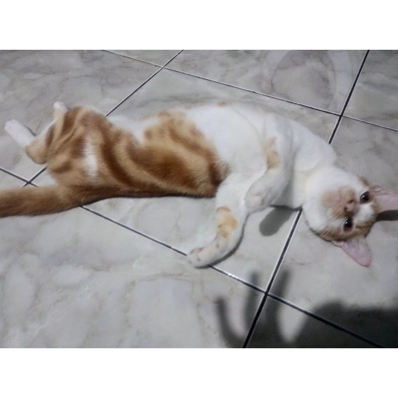 kucing kampung motif kue gulung