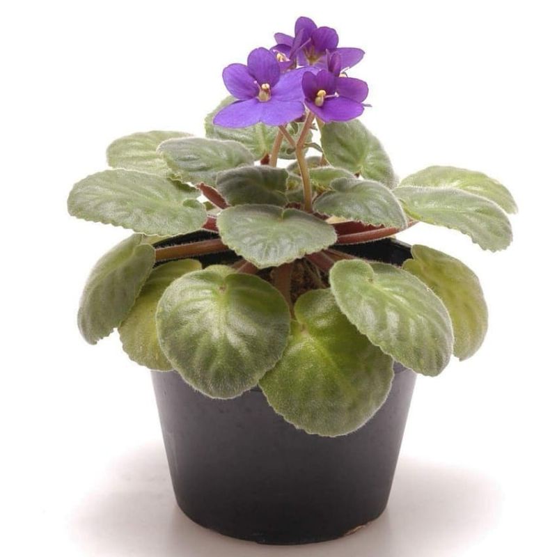 TANAMAN HIAS BUNGA VIOLCES UNGU (AFRICAN VIOLET)