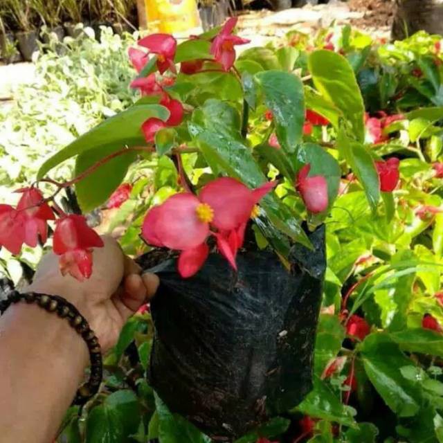 Tanaman hias gantung begonia bunga merah-behunia tanaman bunga