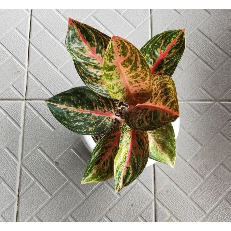 aglonema widuri lilin anakan