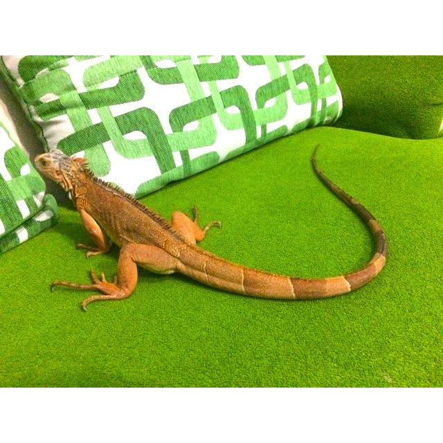 Hewan Peliharaan Iguana Sehat Jinak Total Surabaya Shopee Indonesia