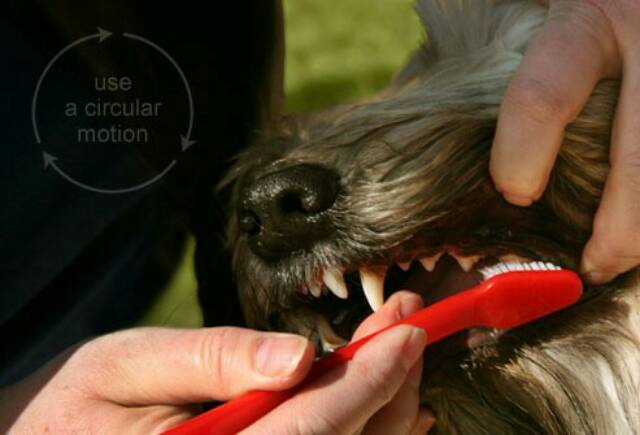 sikat gigi anjing kucing musang pet toothbrush halus