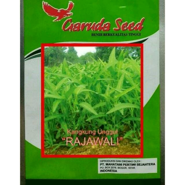 Benih Kangkung Rajawali 50 Gram / Bibit Kangkung / Kangkung Darat