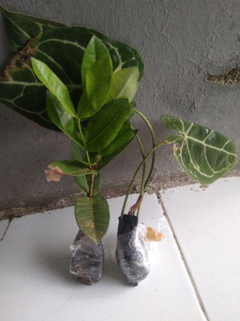 Tanaman Hias Bibit Kuping Gajah - Kuping Gajah