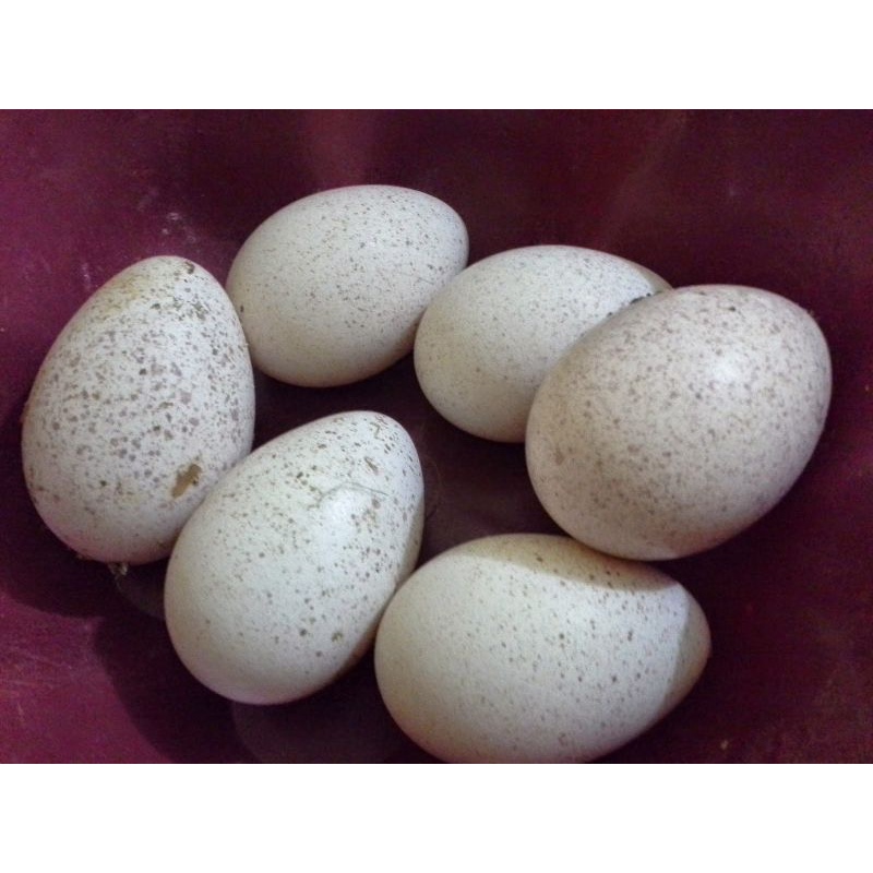 

(MURAH) TELUR AYAM KALKUN