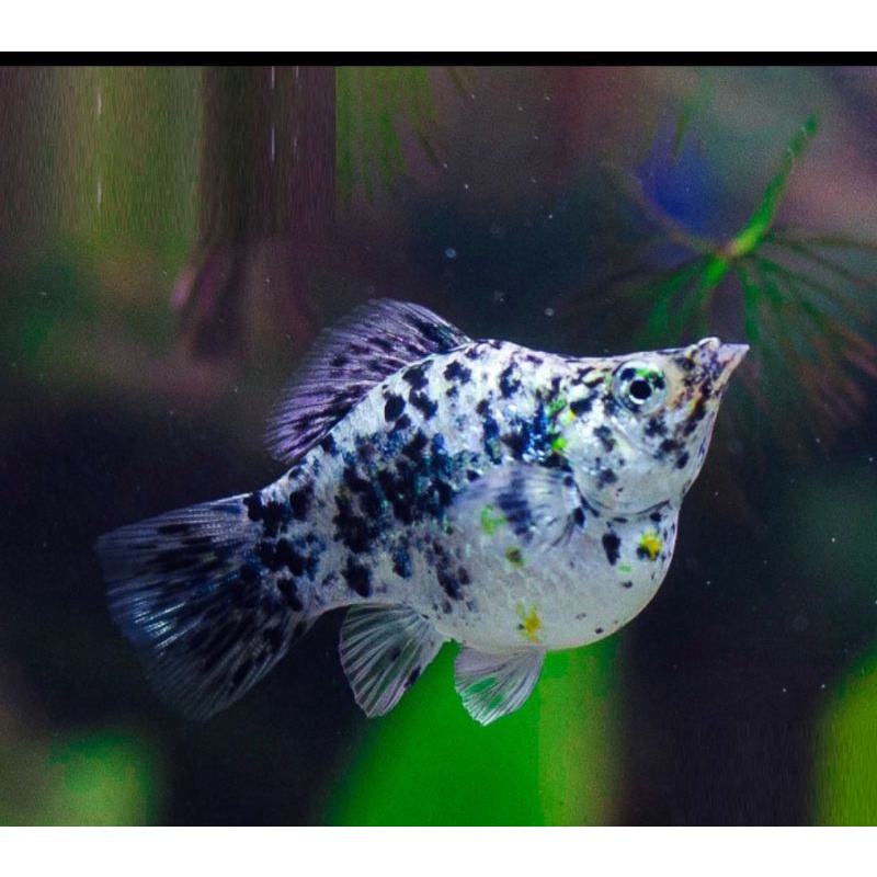 Ikan hias molly marble ikan hias aquascape