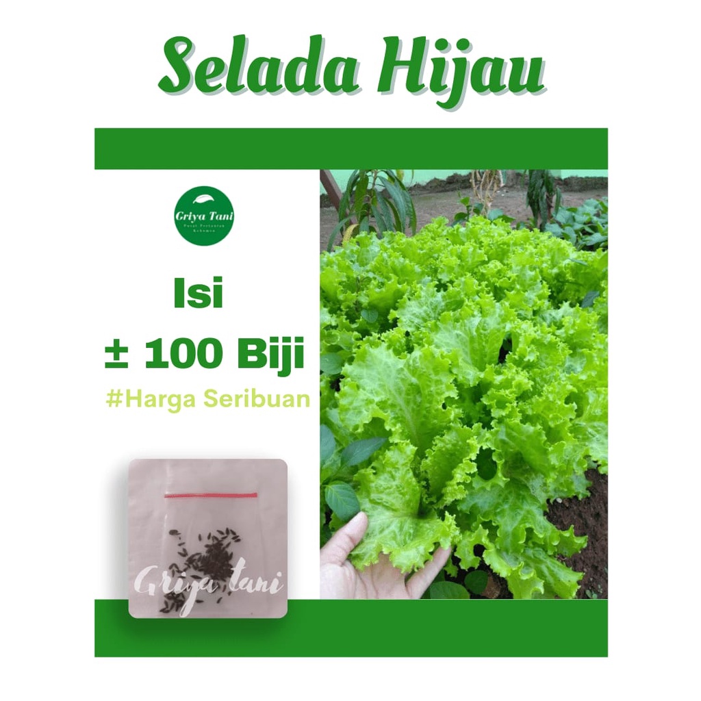 100 Bibit Selada Hijau Lettuce Kriebo Bintang Asia Benih Sayuran Griya Tani KBM