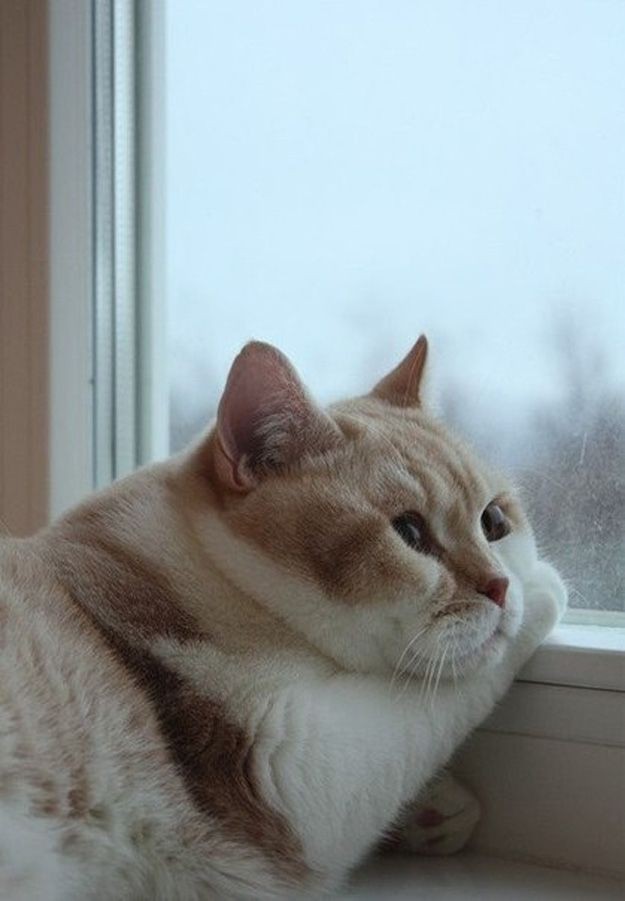 Mug Gelas Logo Bts Kolase Foto