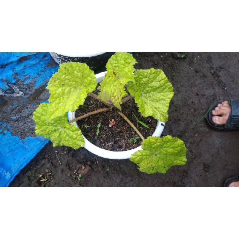 

begonia stabilo remaja