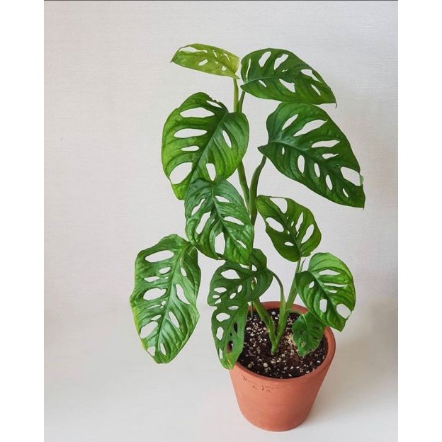 Monstera acuminata