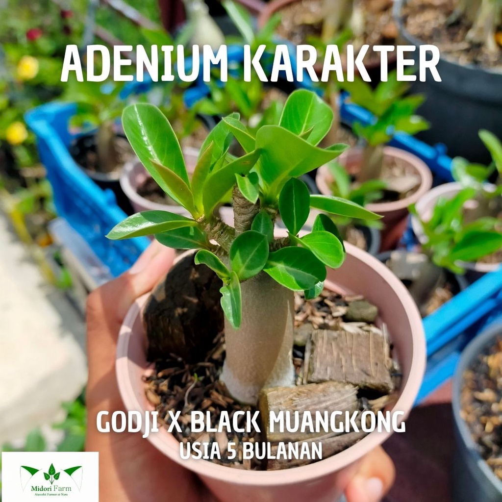 Adenium Karakter GODJI x BLACK MUANGKONG Usia 5 BULANAN