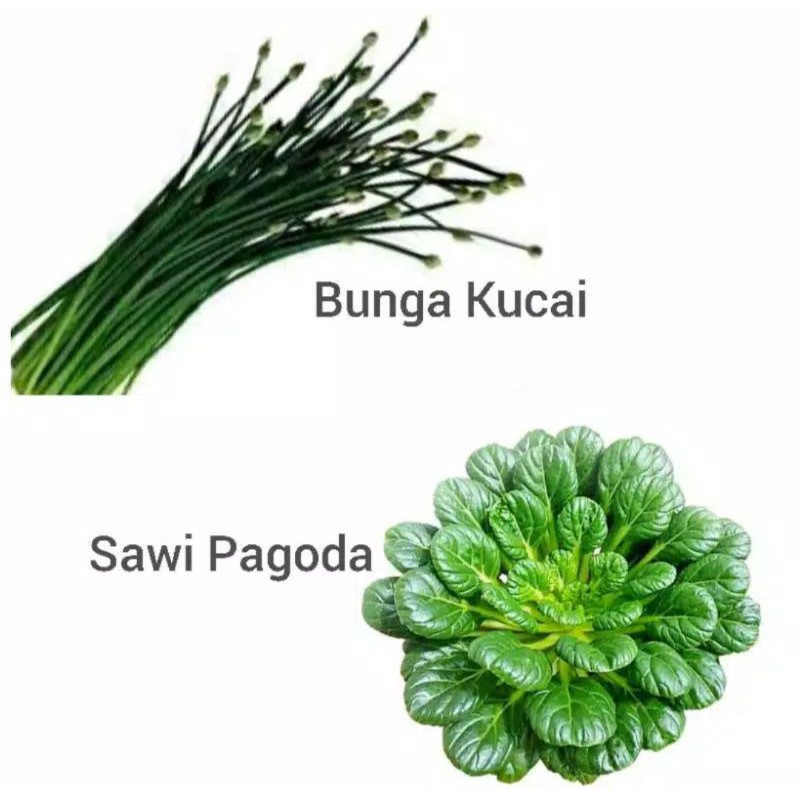 

Bunga Bawang atau Bunga Kucai / Tatsoi / Ta ke chai / Sayur Pagoda / Sawi Pagoda Segar per ikat