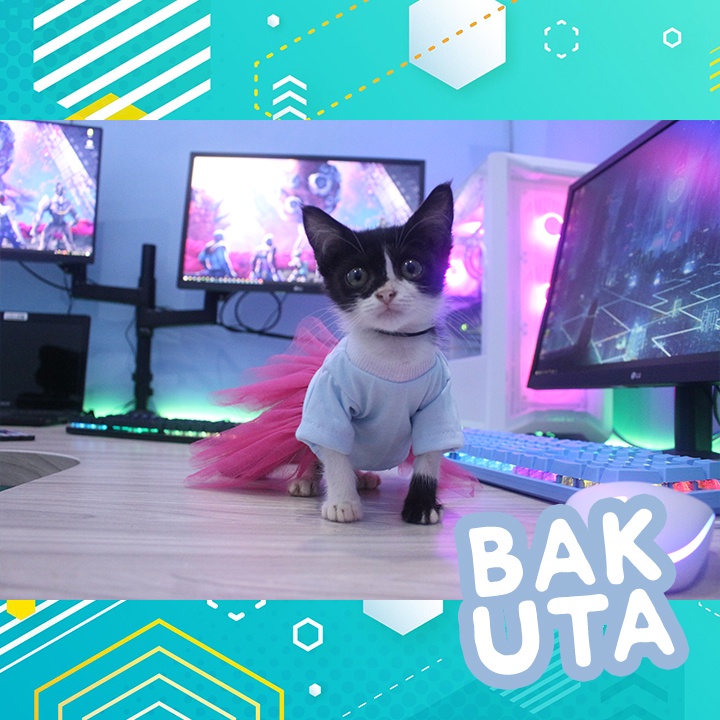 Dress tutu kelinci biru terbaru baju kucing dan anjing / baju kucing murah size S-XL