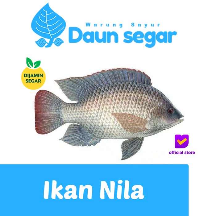 

ikan Nila Fresh 1/2kg isi 2-3 Ekor