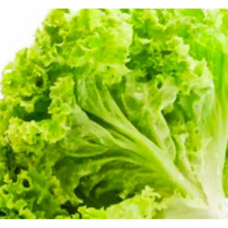 

Sayur Segar - Selada Keriting 250 gr