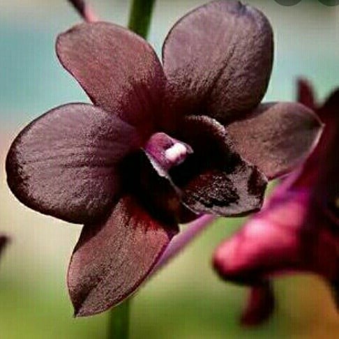 Anggrek Dendtobium Mangoesteen Dewasa Siap Spike