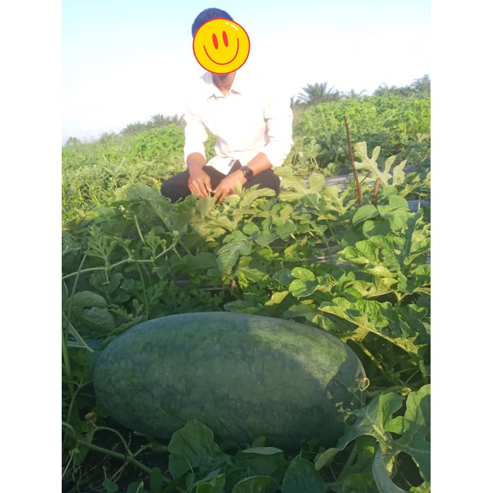 Bibit Semangka inul unggul kemasan 10 gr. benih bersertifikat