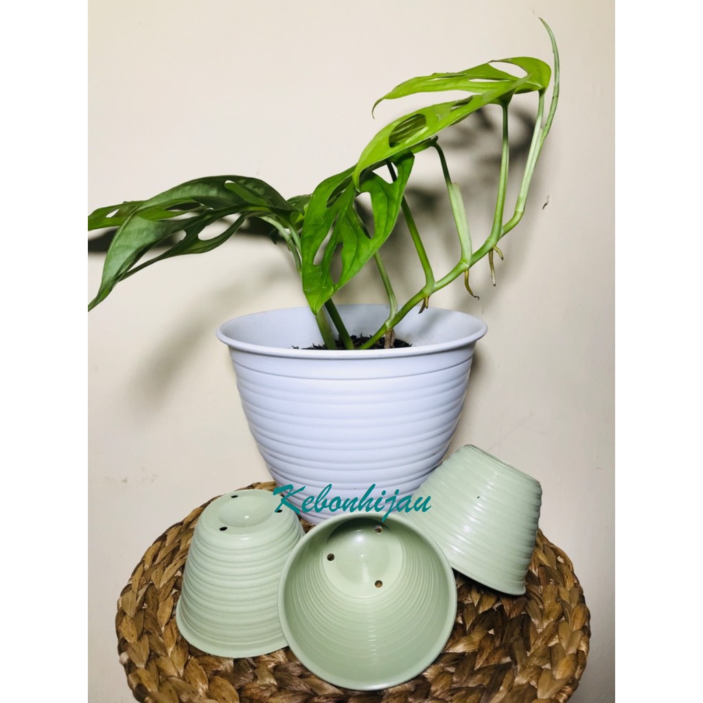 Pot Tawon 8 cm Matcha / Pot Tawon Hijau 8 / Pot Tawon / Pot Matcha / Pot Kecil / Pot Sukelen