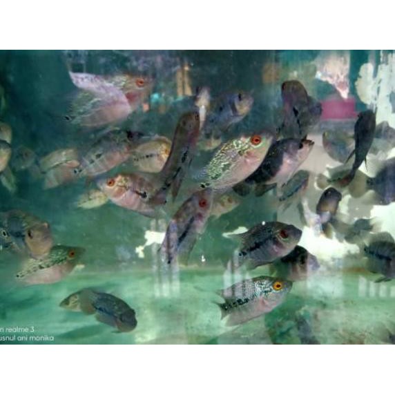 Diskon (spr-713) Ikan Louhan Burayak Kamfa F2 LOKAL.