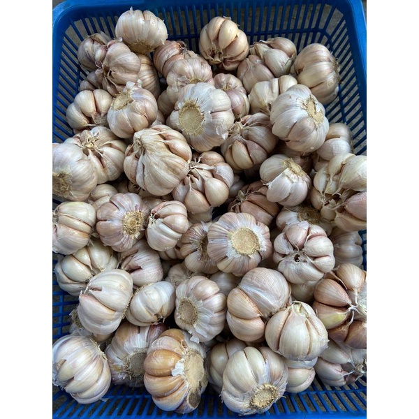 

Bawang putih/bawang/bawang murah