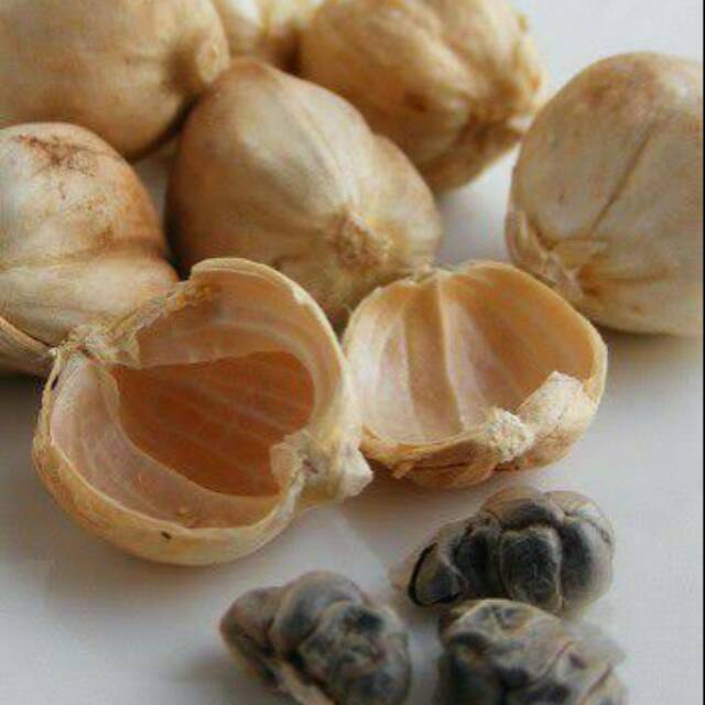 

Kapulaga kapulago kering hibrida super organik100% 100 gr