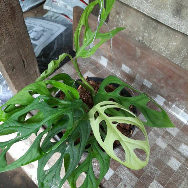 Janda bolong variegata