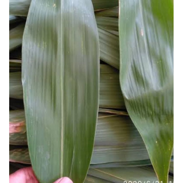 Harga Daun Bambu Apus Terbaru Desember 2021  BigGo Indonesia