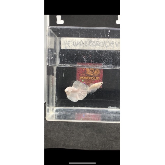 Sepasang Ikan Cupang Halfmoon White Platinum